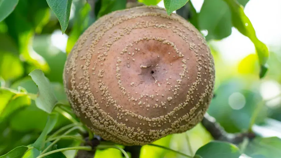 Moniliová choroba