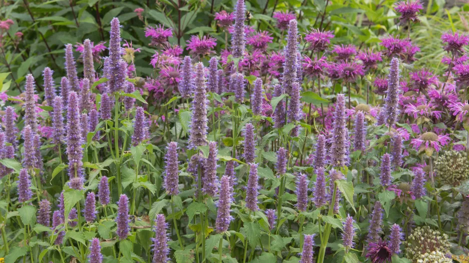 Agastache fenyklová neboli anýzová (Agastache foeniculum) 
