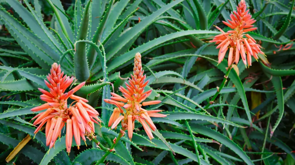 Aloe na zahradě poutá veškerou pozornost