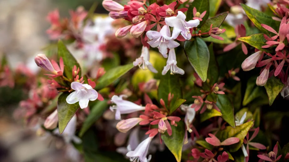 Abélie velkokvětá (Abelia × grandiflora) 