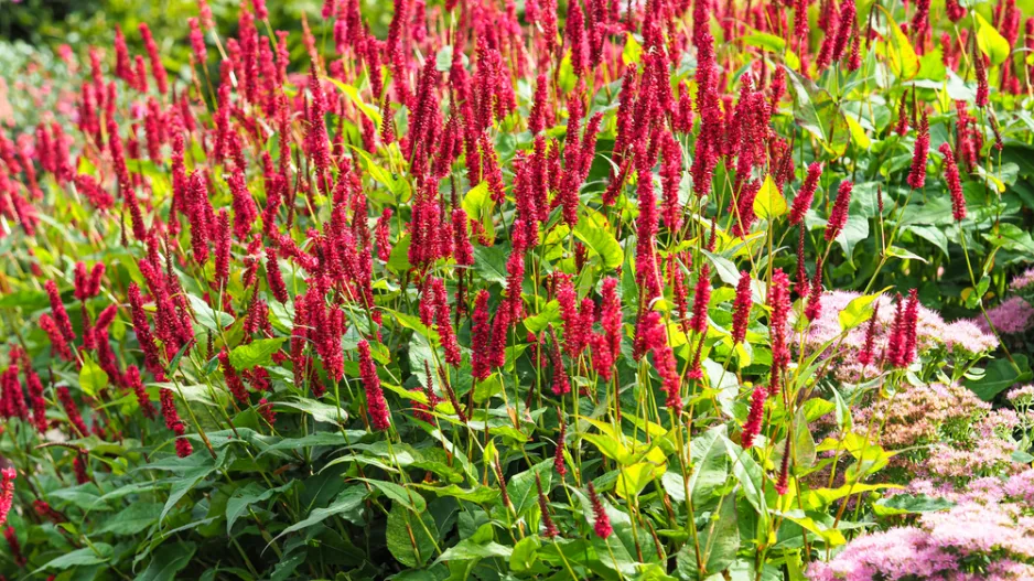 rdesno objímavé (Bistorta amplexicaulis)