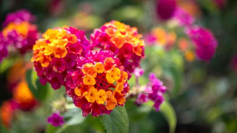lantana neboli libora měňavá (Lantana camara)
