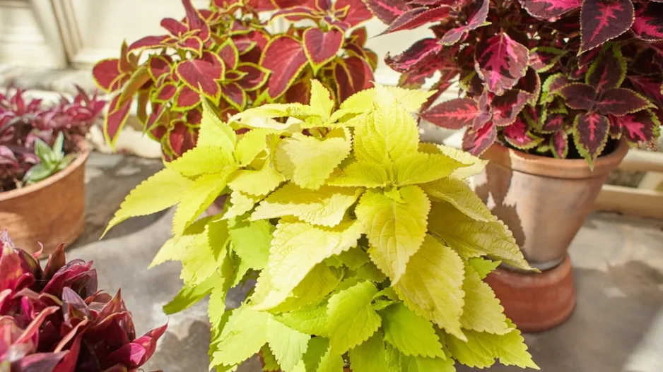 africká kopřiva (Coleus scutellarioides)
