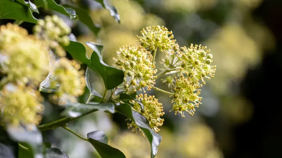 Břečťan (Hedera helix) 