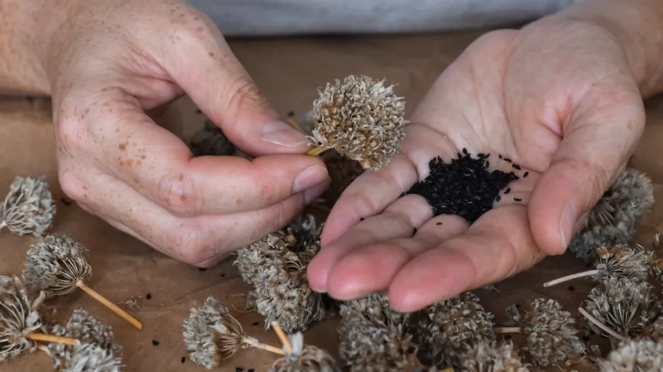 Sběr semen z trvalek