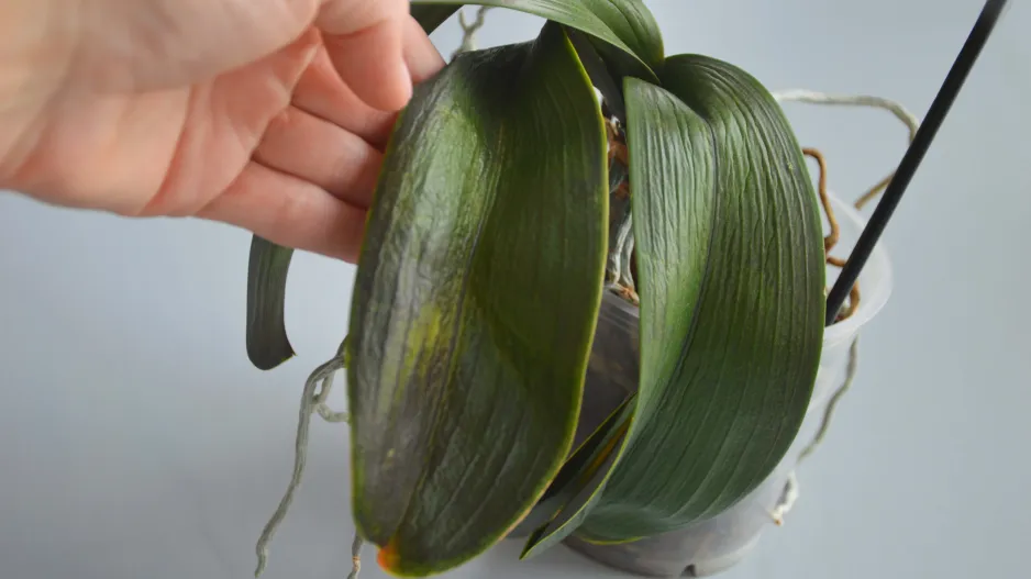 Orchidej 