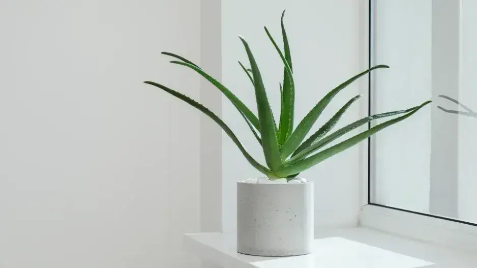 Péče o aloe vera