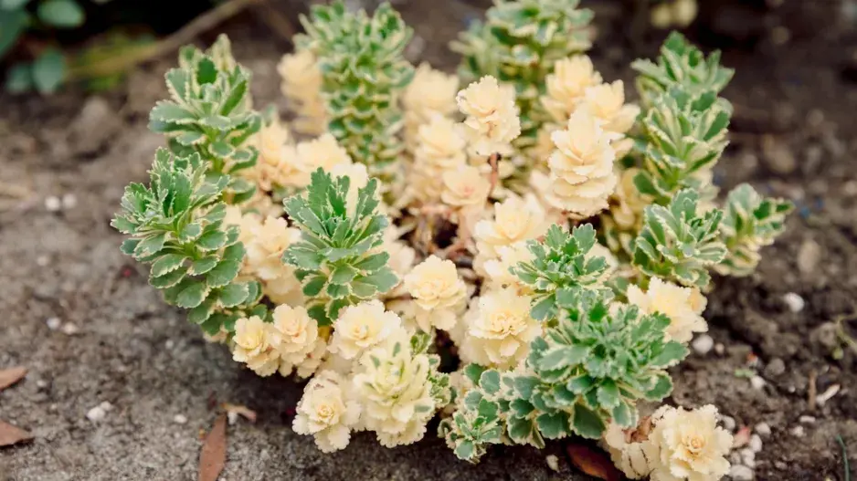 Rozchodník takesimenský (Sedum takesimense) 'Atlantis' 