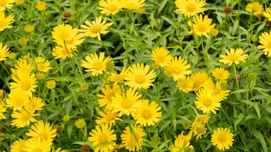 volské oko, volovec vrbolistý (Buphthalmum salicifolium)