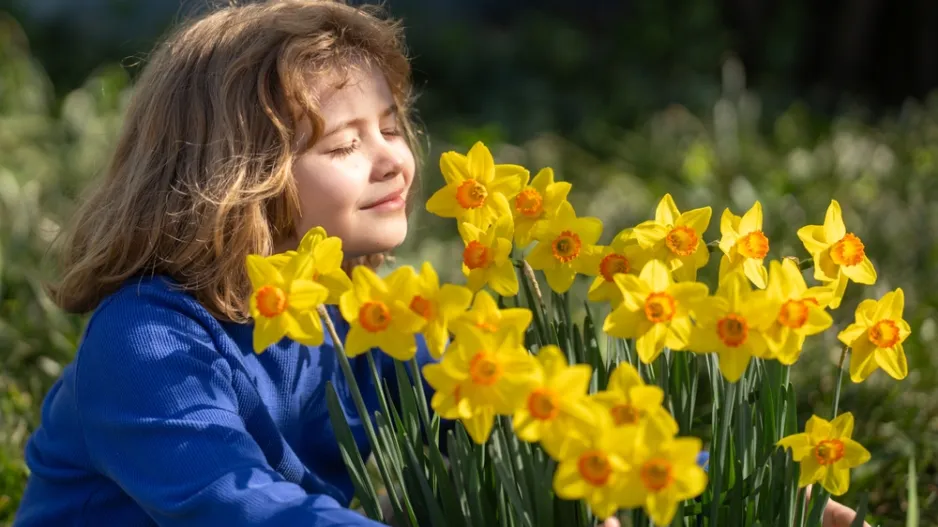 Blíží se výsadba tulipánů a narcisů