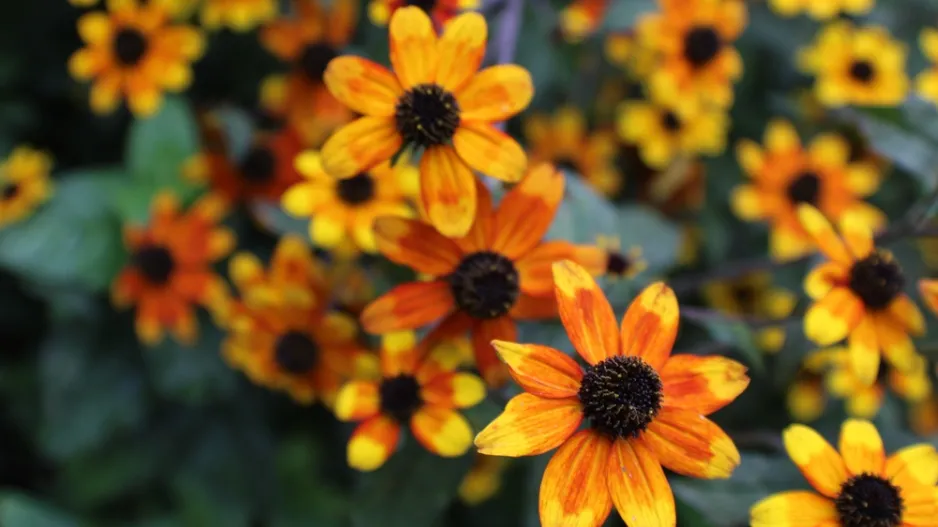 Třapatka trojlaločná (Rudbeckia triloba) 'Prairie Glow' 