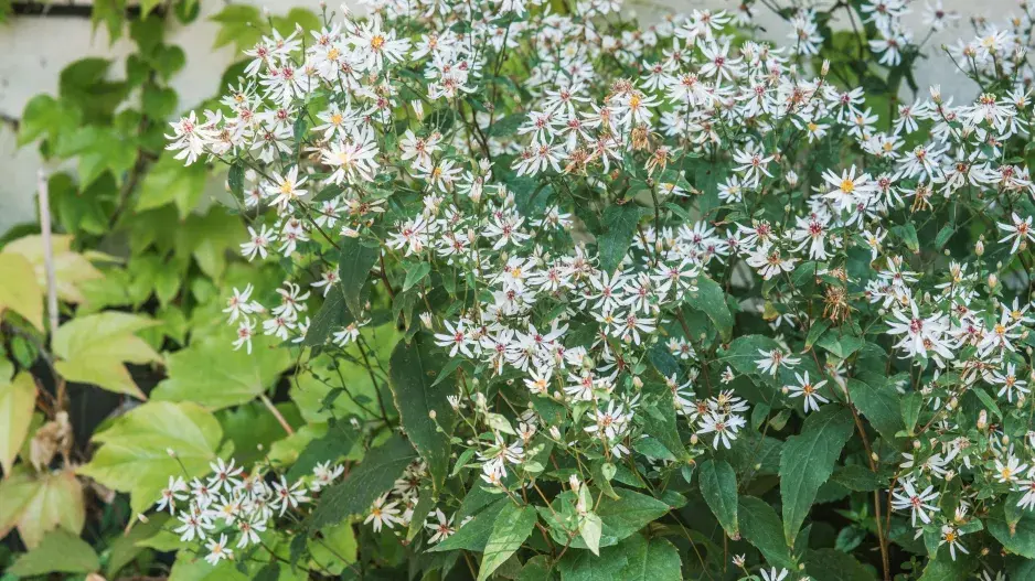 hvězdnice rozkladitá (Aster divaricatus)