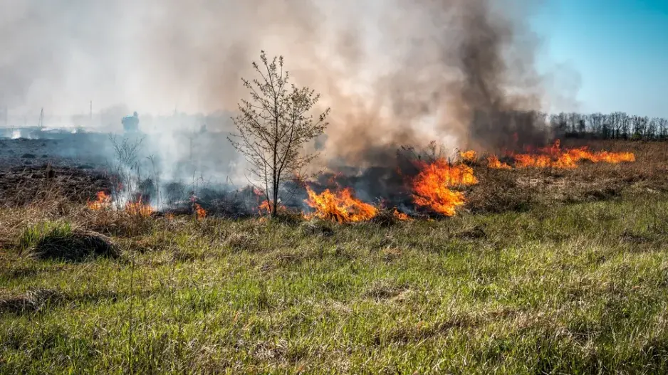 Výběr rostlin na zahradu, které se hodí do sušších míst. Nebo kdyby hořelo