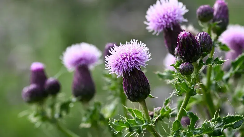 Pcháč rolní (Cirsium arvense) 