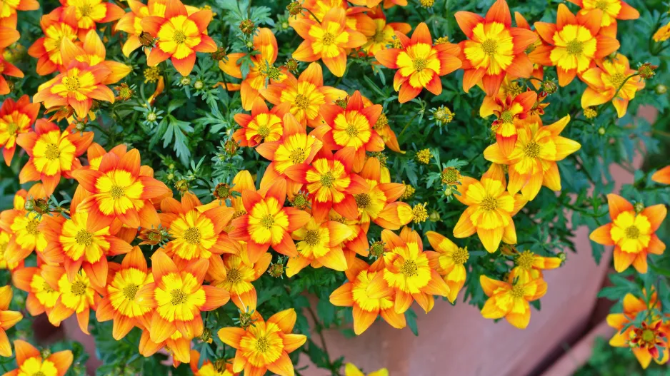 Bidens