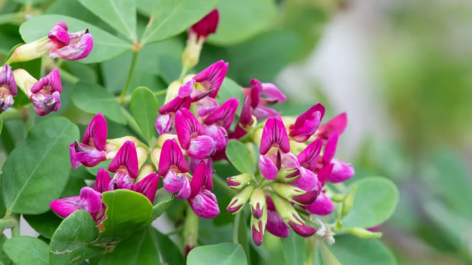 Lespedézie Thunbergova (Lespedeza thunbergii)