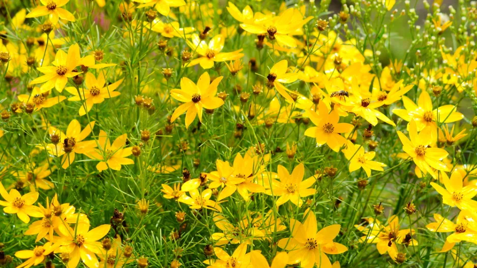 krásnoočko přeslenité (Coreopsis verticillata)