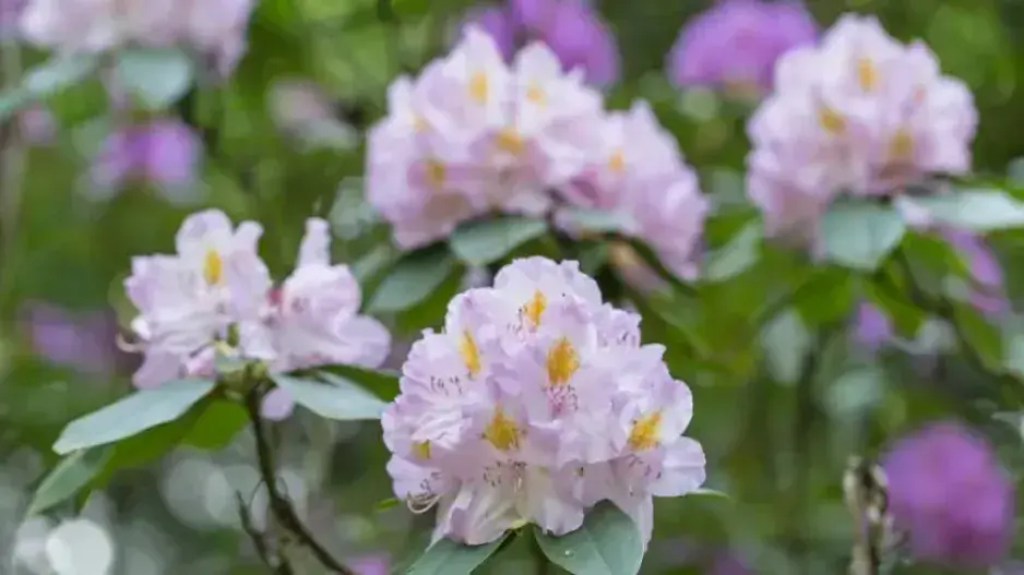 Výsadba rododendronů