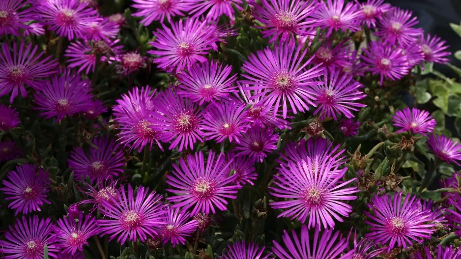 Delosperma 