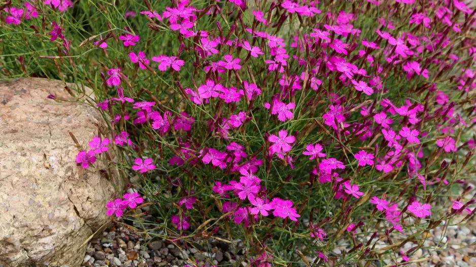 Hvozdík kropenatý (Dianthus deltoides)