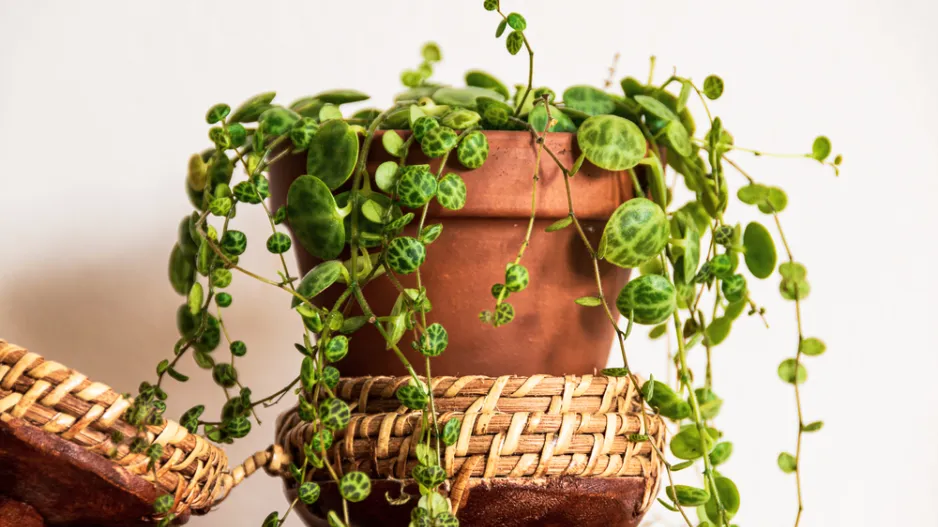 pepřinec plazivý (Peperomia prostrata)