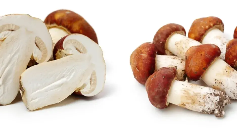 Při sběru hub je lepší vzácnou čirůvku větší v lese nechat