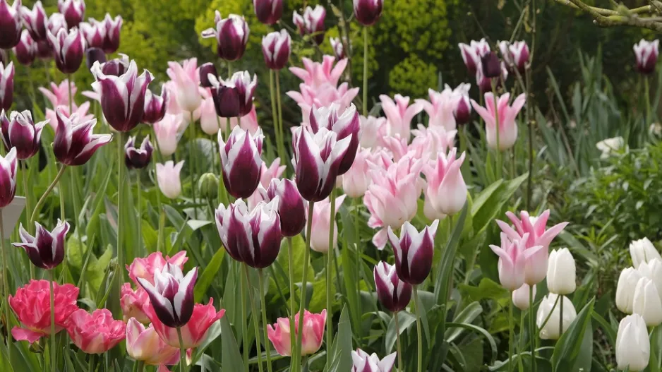 výsadba tulipánů