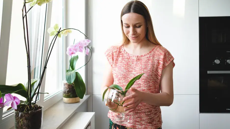 Pěstování orchideje ve vodě