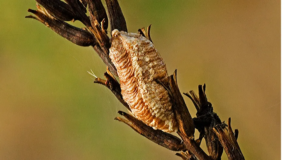 Užitečný hmyz