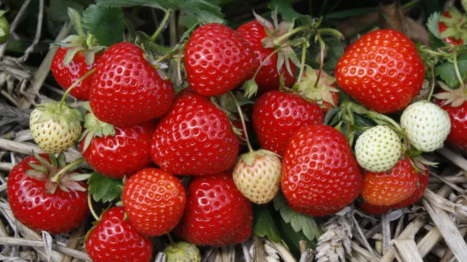 Ani v říjnové zahradě nezapomeňte na péči o jahodníky na podzim