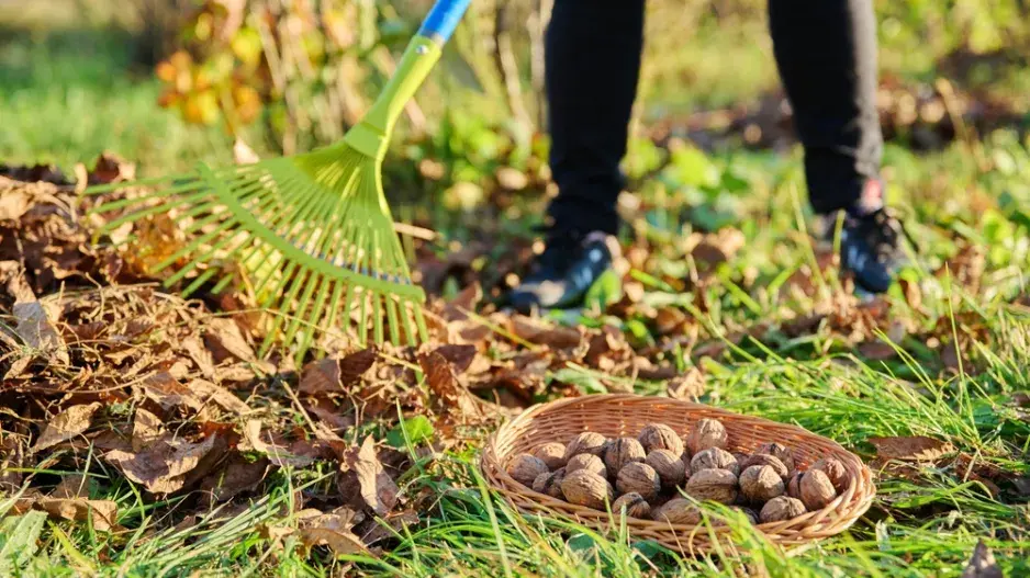 Sklizeň vlašských ořechů