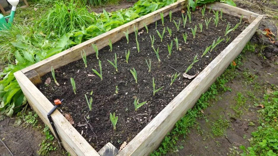 pěstování česneku