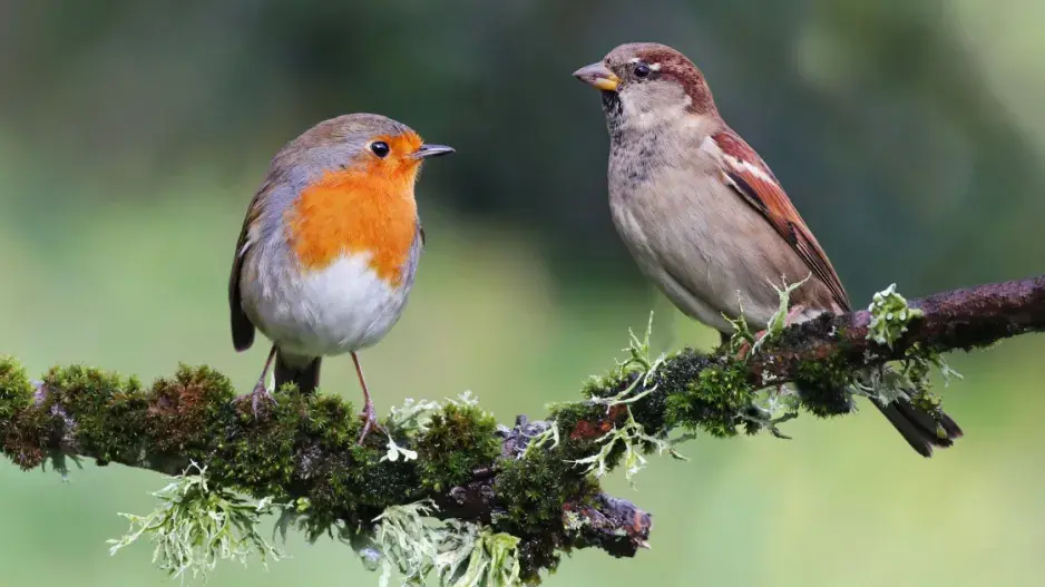 Ptactvo v zahradě Ptactvo v zahradě