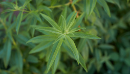 Aloisie citronová