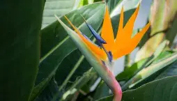  Strelície královská