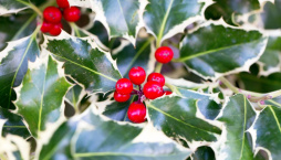 Cesmína ostrolistá (Ilex aquifolium) 'Silver Queen'