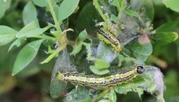 zavíječ zimostrázový