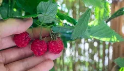 Sladké lesní ovoce vypěstujete snadno i v květináči na balkoně