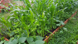 Pěstování zeleniny jako smíšené kultury