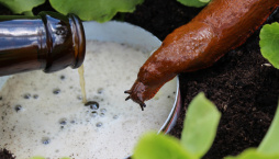 Připravte pro slimáky i plzáky na zahradě pivní past