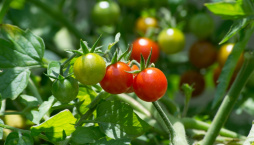 Drobné plody divokých rajčat mají skvělou chuť