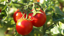 Krásně vyzrálá rajčata z vlastní zahrady mají bezkonkurenční chuť