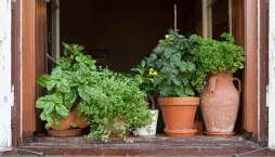 Pěstování bylinek