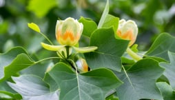 Liliovník tulipánokvětý (Liriodendron tulipifera)