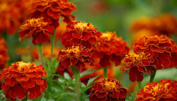 Afrikán neboli aksamitník rozkladitý (Tagetes patula) 