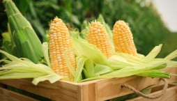 Kukuřice cukrová (Zea mays var. saccharata) 