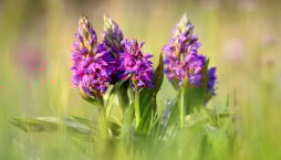 Prstnatec májový (Dactylorhiza majalis) 
