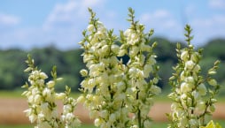 Juka vláknitá (Yucca filamentosa)