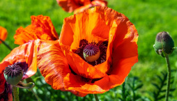 Mák východní (Papaver orientale) 