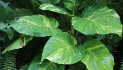 Scindapsus